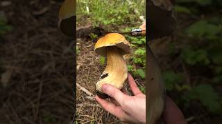 Porcini Mushroom ASMR Tapping amp Slicing a King Bolete Boletus edulis under pine in California [upl. by Nnaasil664]