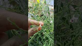 Kalmegh ke paudhe ko kaise propagate Karenmedicinal plants gardenterrace gardening [upl. by Jacquelin]