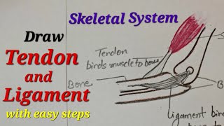 Tendon and ligament drawing easy How yo draw ligament and tendon Skeletal system drawing easy [upl. by Iliram]