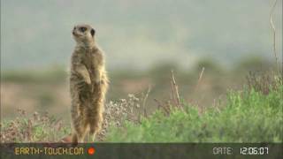 Group hug Meerkat family huddles together [upl. by Emiatej]