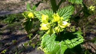 Yellow figwort Scrophularia vernalis  20150418 [upl. by Lenssen]