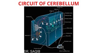 Cerebellum  Structure  Circuit [upl. by Birgitta]