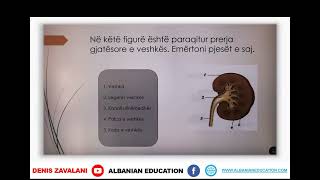 7 06 030 Java 15 Biologji roli i organeve të ekskretimit [upl. by Hayward]