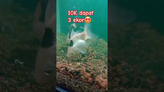 Koki Oranda Kecil kokioranda fish aquarium viralshorts [upl. by Oremoh795]