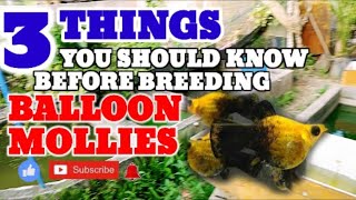 3 THINGS YOU SHOULD KNOW BEFORE BREEDING BALLOON MOLLIES [upl. by Anum]