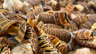 Commercial Spiny Lobster Fishing In The Bahamas beautiful water [upl. by Levana984]