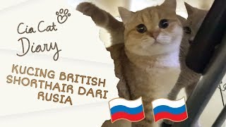 Kucing British Shorthair dari Rusia  Cia Cat Diary  Ep 29 [upl. by Chandra]