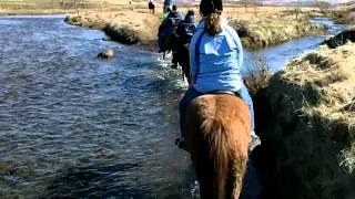 Riding Icelandic Horses at Laxnes Horse Farm [upl. by Tarabar930]