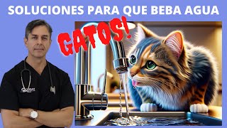 MI GATO NO BEBE AGUA ¿QUE HAGO COMO FOMENTAR EL CONSUMO DE AGUA EN GATOS [upl. by Kotto]