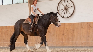 Mit Kaltblütern gebisslos reiten  heute Das Shire Horse [upl. by Ailelc]