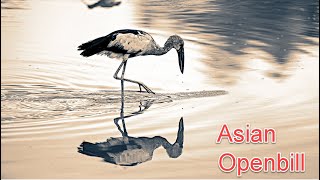 Asian openbill stork [upl. by Eustis]