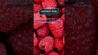 Unbelievable Raspberry Facts Revealed Shorts Facts Rasberry interestingfacts randomfacts [upl. by Teillo]