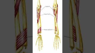 Anatomy Pronator Teres shorts [upl. by Anak]