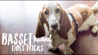 Basset Hound doing Tricks [upl. by Agna468]