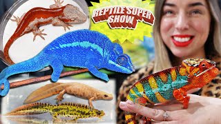 Vibrant Chameleons amp Geckos at Reptile Super Show [upl. by Esele]