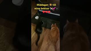 Middagen till mina bebisar 🐈💕🐈‍⬛❤️🍀❤️🍀❤️ [upl. by Ennahgiel]