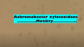 Achromobacter in Wet of Culture Microscopy [upl. by Bergwall656]