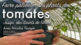 Que faire de mes plants de tomates avant les fameux « saints de glace » [upl. by Anikal]