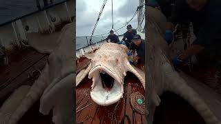 Giant Sea Monsters Caught by Fishermen 🐙🎣GiantSeaCreatures FishingDiscoveries OceanMysteries [upl. by Ivey]