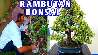 how to get RAMBUTAN bonsai  nephelium lappaceum [upl. by Nap]