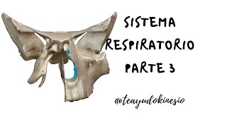 Sistema respiratorio Anatomía de cavidades nasales [upl. by Hosea]