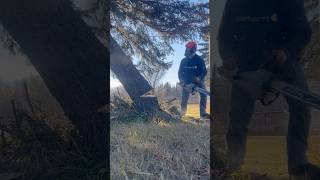 hitting the target in the backyard stihl 500i sendit arborist firewood chainsaw barkbox [upl. by Halet]