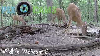 PixCamscom Wildlife Cam 2 Live Stream [upl. by Ecissej916]