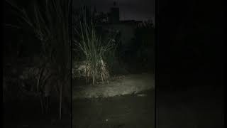 Dain Hunted video part 1 bhuitya paranormal ghost viralvideo [upl. by Haisa]