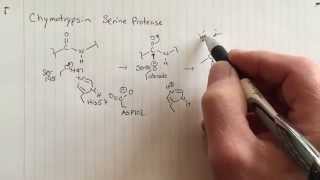 Chymotrypsin reaction mechanism Phase I [upl. by Nagrom]