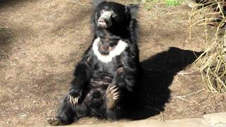 Sloth Bear can do it himself [upl. by Tnelc]