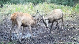 Seissiger Wildkamera Aufnahmen Neues aus dem Revier 1 [upl. by Altman304]