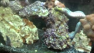 Fimbriated moray eels [upl. by Filler]