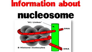 Nucleosome and histones  Nucleosome structure [upl. by Charmian]