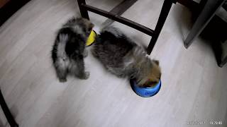 Pomeranian puppies eating meat and rice for first time [upl. by Zach]