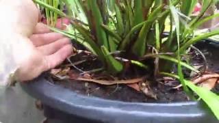 Growing Canary Island Date Palms in a Pot [upl. by Howell]