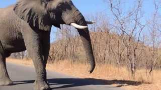 Elephant speaking loud amp clear in Kruger Park South Africa [upl. by Lear]