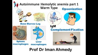 Autoimmune Hemolytic Anemia part 1 Warm type [upl. by Hagan]