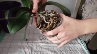 Orchideen Wurzelschnitt radikal leicht gemacht und wirklich schnell Phalaenopsis DiY [upl. by Oirasan]