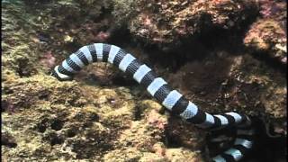 Sea Snake eating Moray Eel Fiji Laticauda colubrina vs Gymnothorax sp [upl. by Galang]