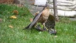 sparrowhawk graphically killing a starling Close up footage [upl. by Ashlie]