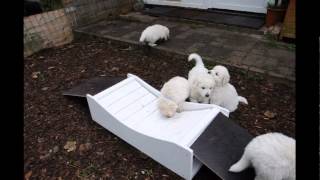 Kuvasz Welpen erkunden die Hängebrücke [upl. by Htiekram751]