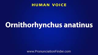 How To Pronounce Ornithorhynchus anatinus [upl. by Moneta]