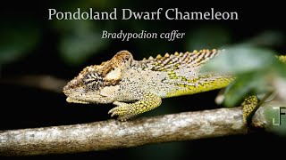 In Search of the Pondoland dwarf chameleon [upl. by Rogerg]