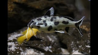 Synodontis polli white Zambia [upl. by Mayes]