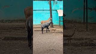 Nilgai Kaisi Hoti Hai  Nilgai Ka Video  Male And Female Nilgai [upl. by Seiber]