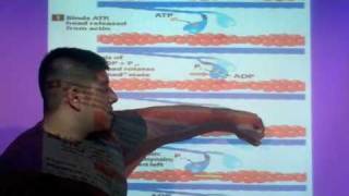 Myosin CrossBridge Cycle [upl. by Niran]