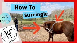 How to Surcingle a Horse [upl. by Mcdade]