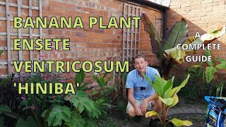 Banana Plant Ensete Ventricosum Hiniba a complete guide [upl. by Veal]