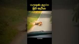 ගුණ දනිමු 🥺🥺 සබ්ස්ක්‍රයිබ් කරන්න 👍trending shrots shortvideo vairalshort 🥺🥺🥺🥺 [upl. by Rehpotsirahc]