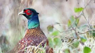 Common pheasant Phasianus colchicus  Bird Sounds 🎤🦆 [upl. by Azral]